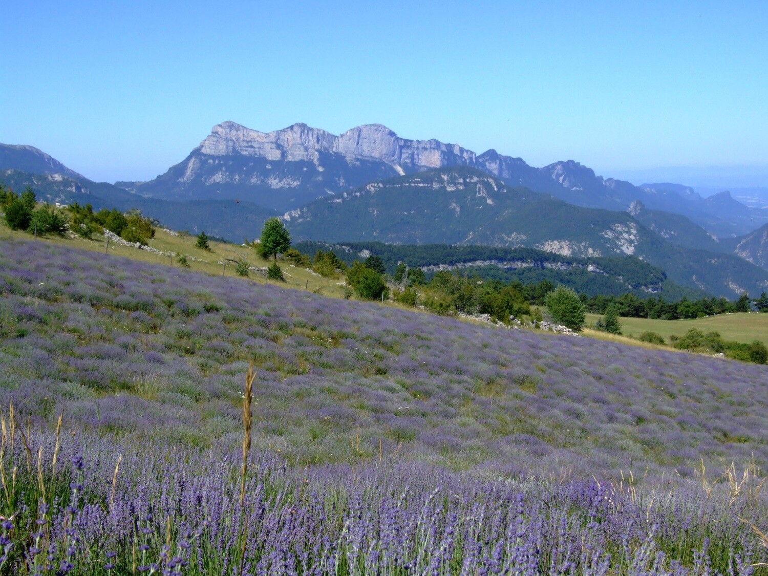Lavender Highland 1400 m 5ml