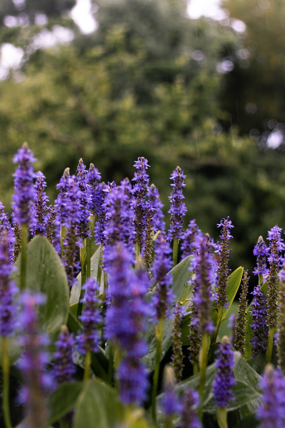Lavender (NW) 5ml