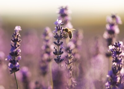 Lavender Greece 15ml