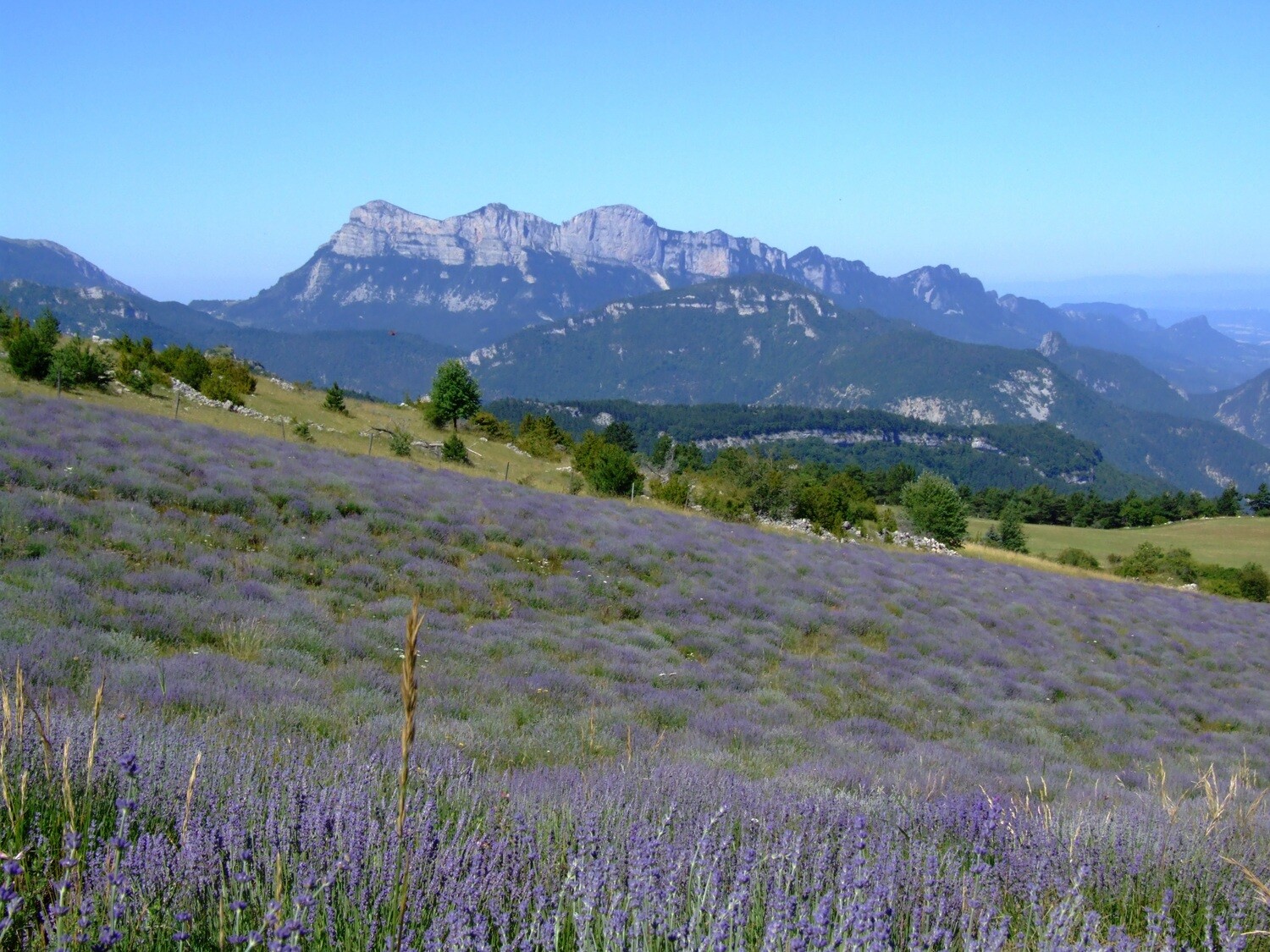 Lavender Highland 1800 5ml