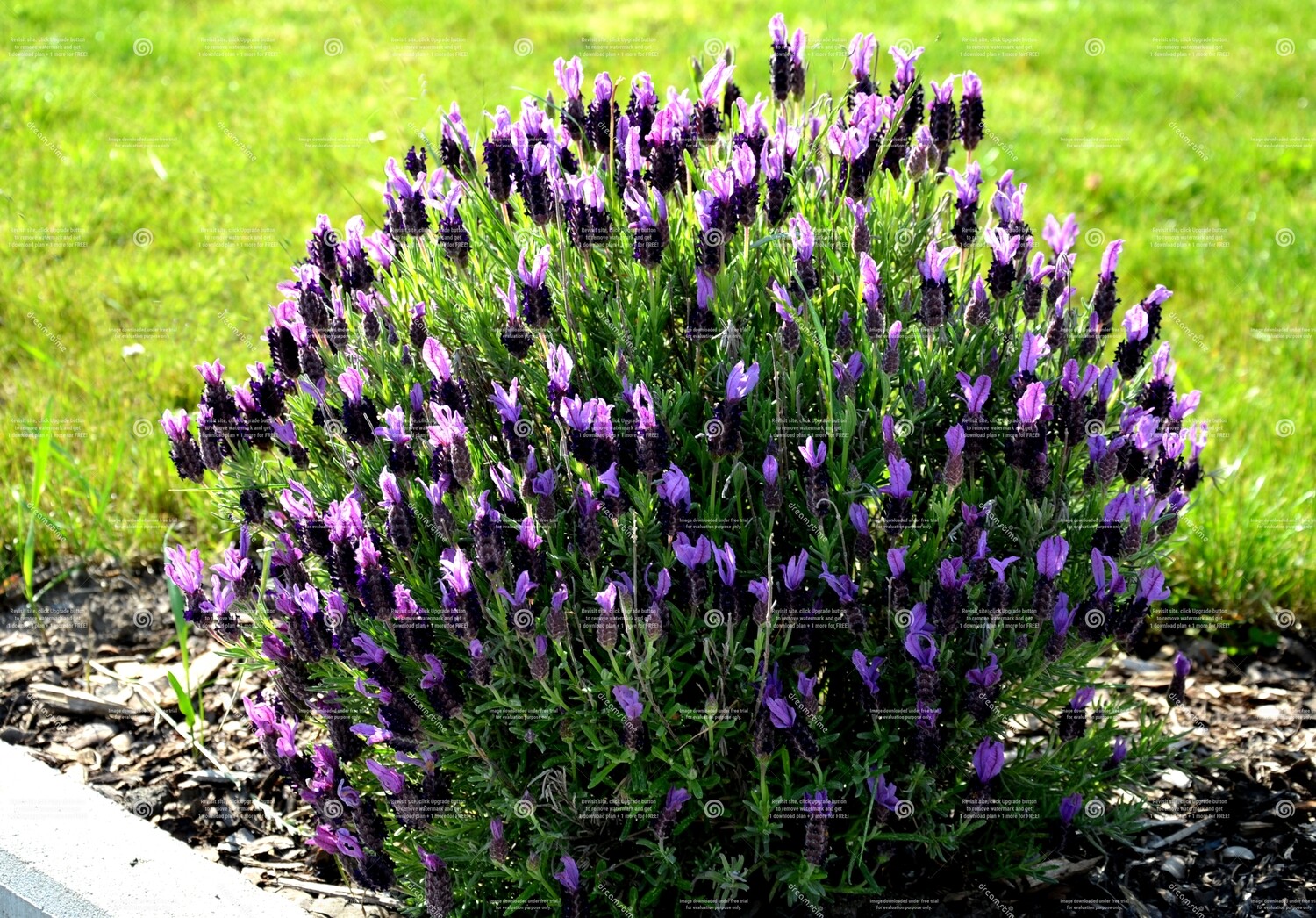 Lavender Stoechas 120ml