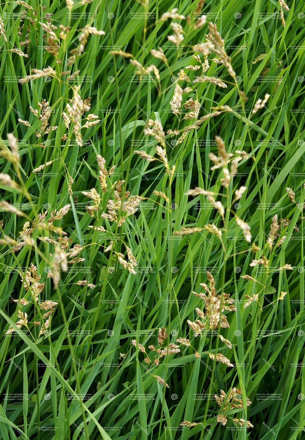 Sweetgrass 5m Maceration with roller ball applicator