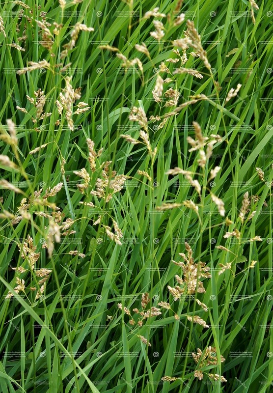 Sweetgrass 5m Maceration with roller ball applicator