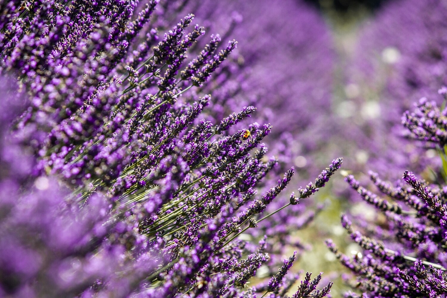 Leonardo&#39;s Lavender 5ml
