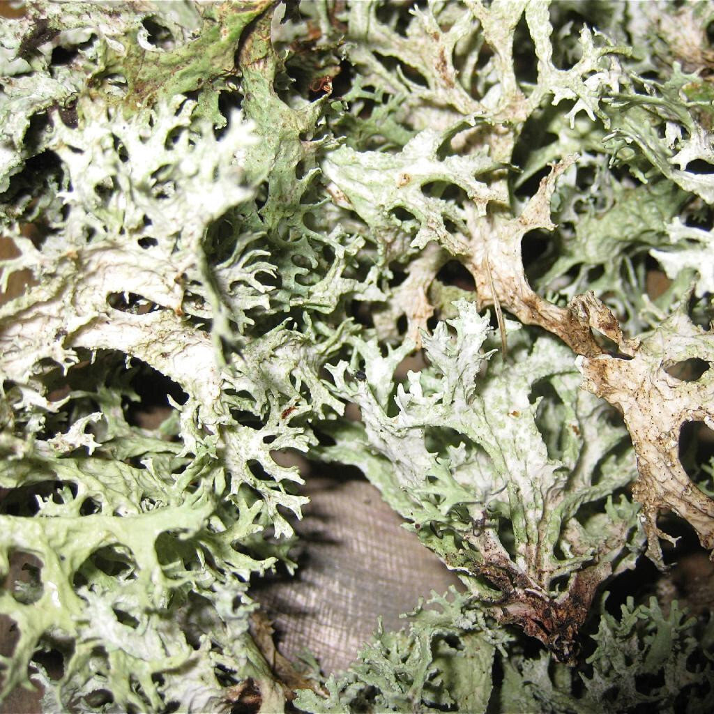 Oak Moss 120ml