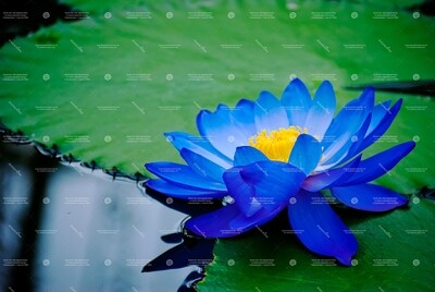 Lotus Blue 5ml (Absolute)