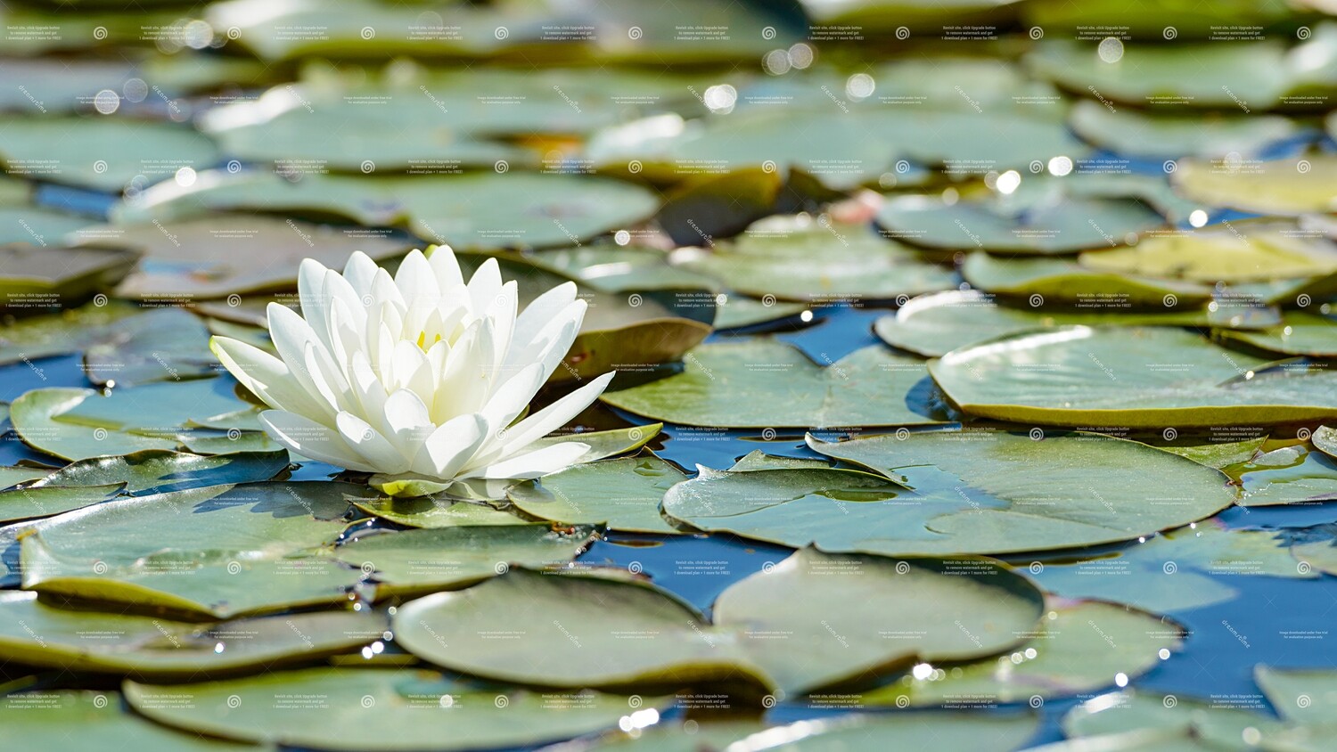Lotus White 5ml