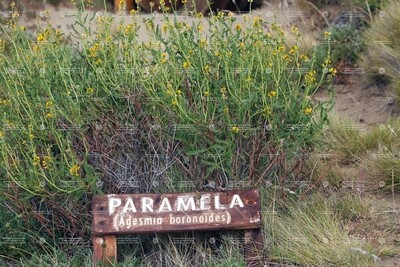 Paramela (Golden Sun) 2ml