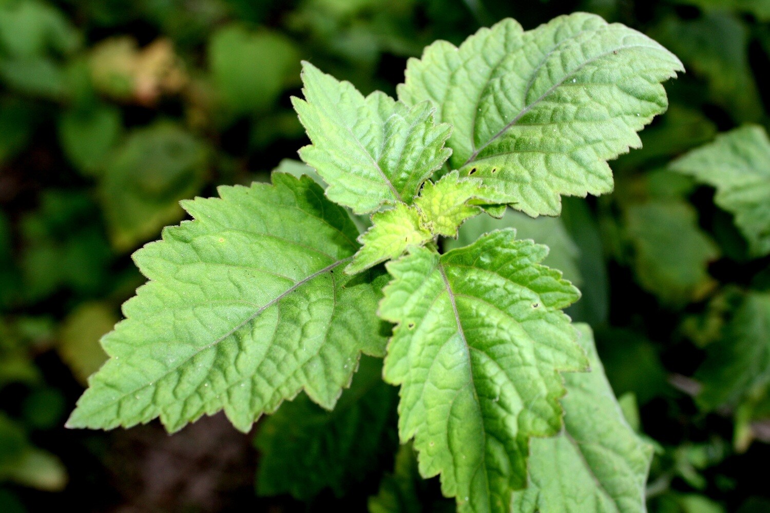 Patchouli 15ml