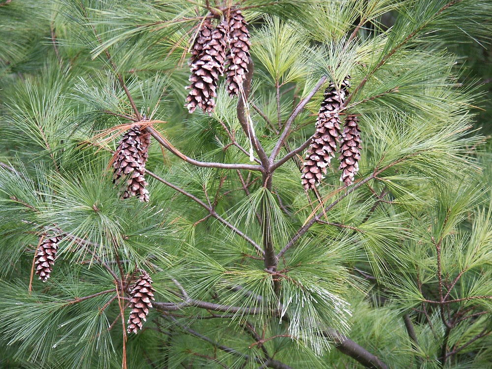 Pine White Long Leaf 120ml