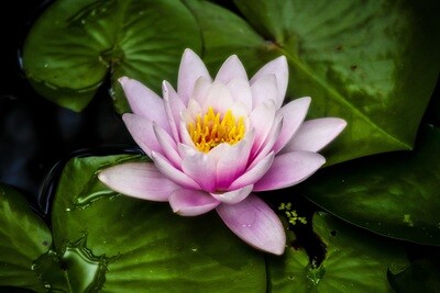 Lotus Pink 2ml (Absolute)