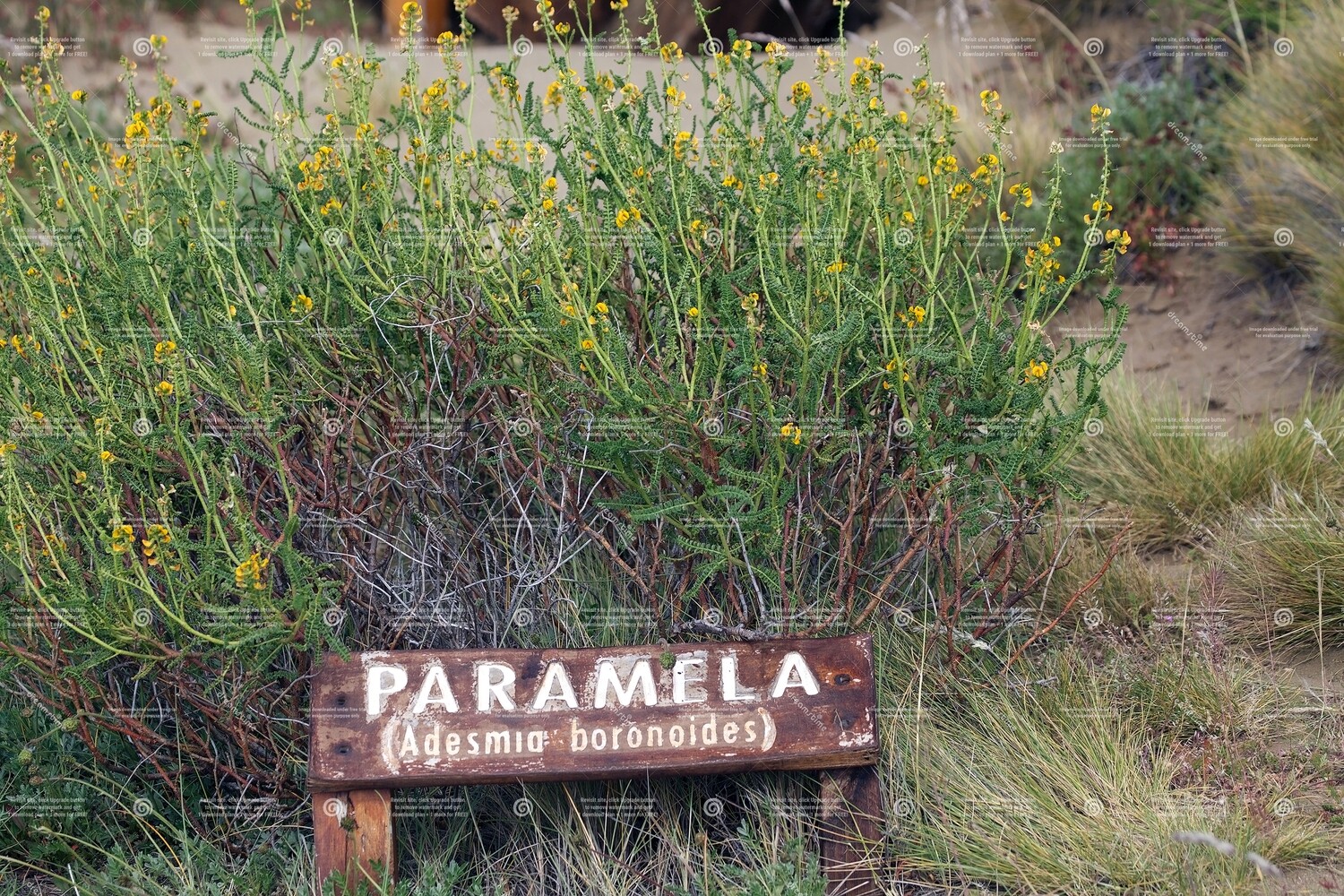 Paramela (Golden Sun) 15mls