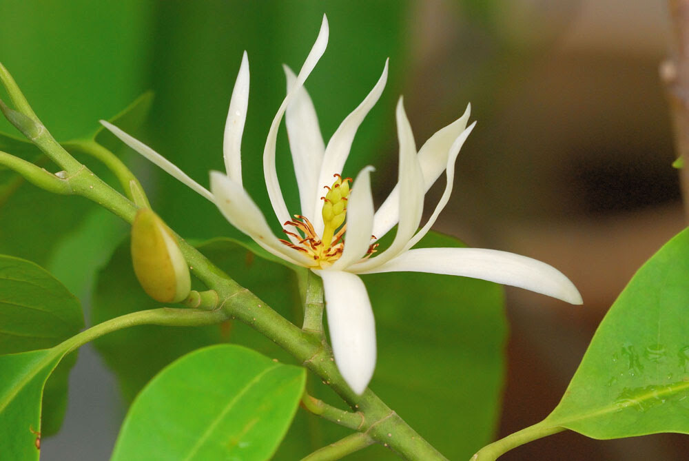 Magnolia Leaf 5ml