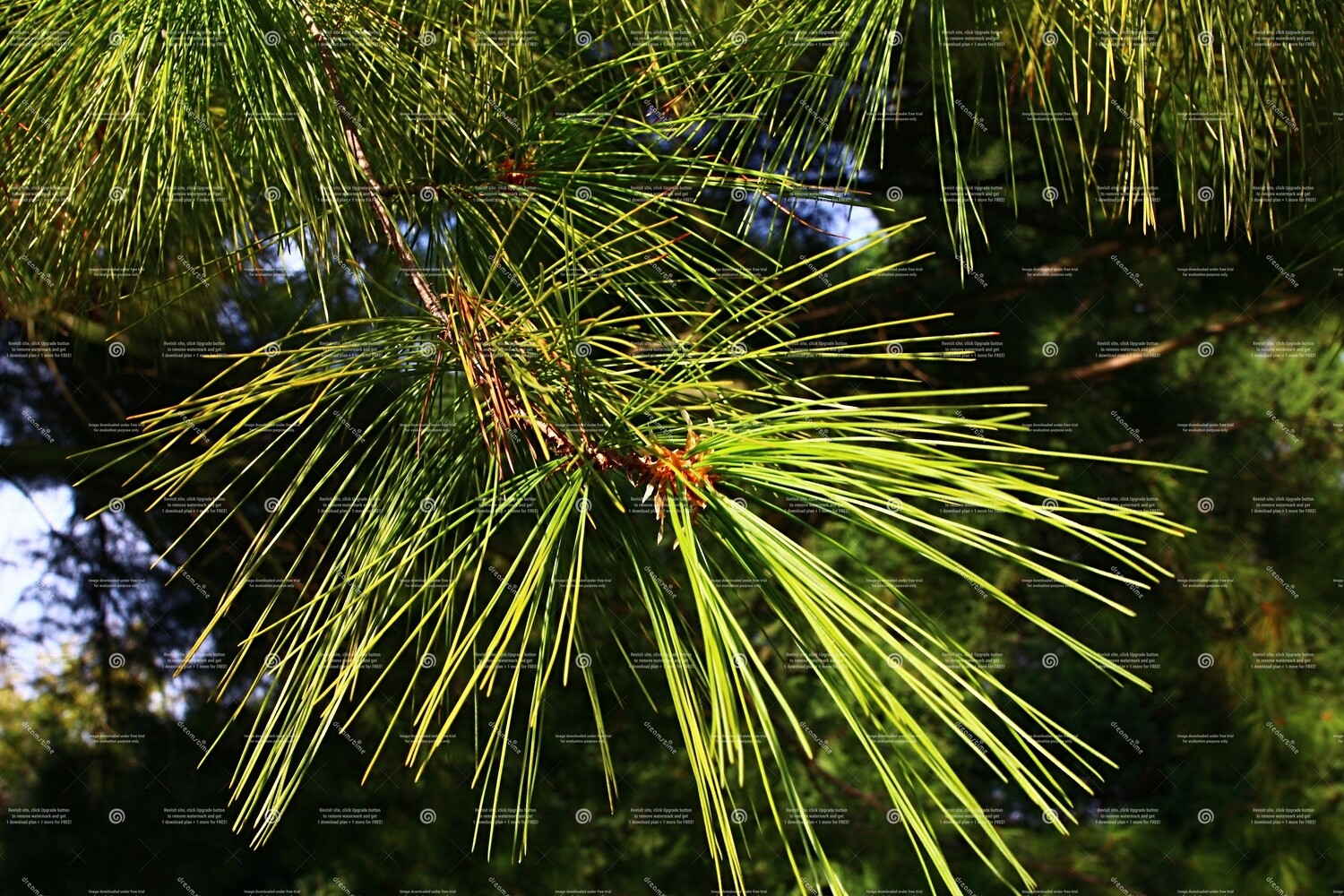 Pine (Pinus) (Mugo) 120ml