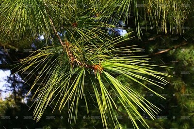 Pine (Pinus) (Mugo) 5ml