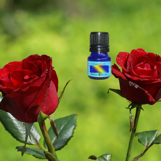 Rose (Steam Distilled) Bulgarian 1ml (5ml pictured)