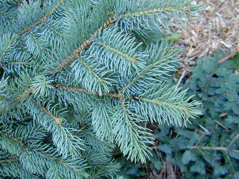 Spruce Blue 5ml