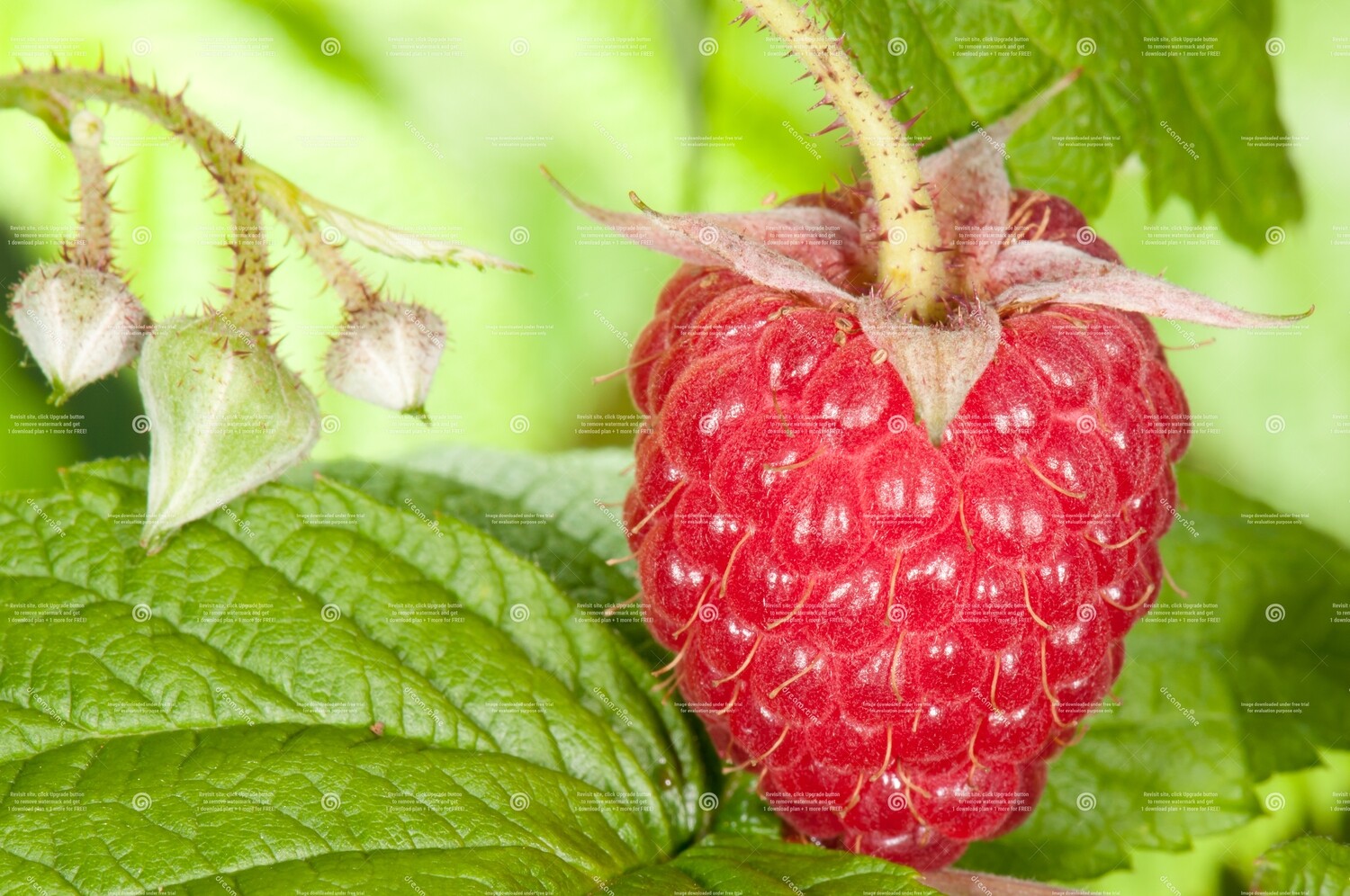 Raspberry Oil (Red) 500 ml