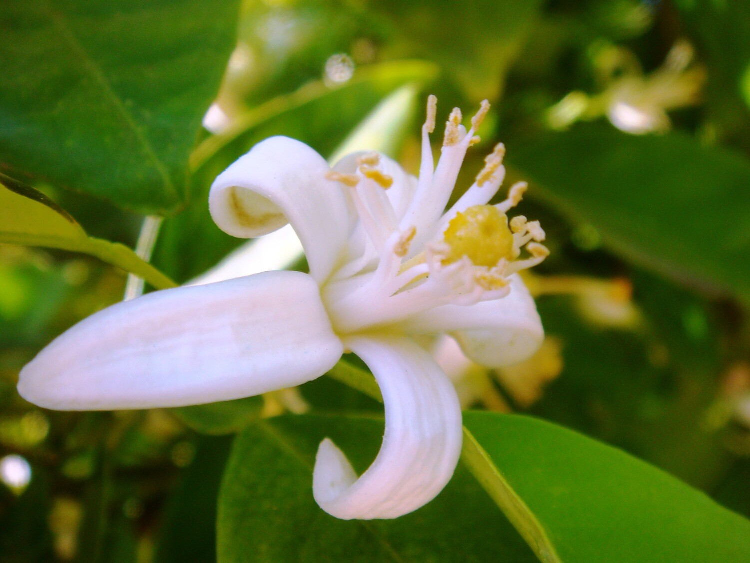 Neroli Egyptian (Orange Blossom) 2ml