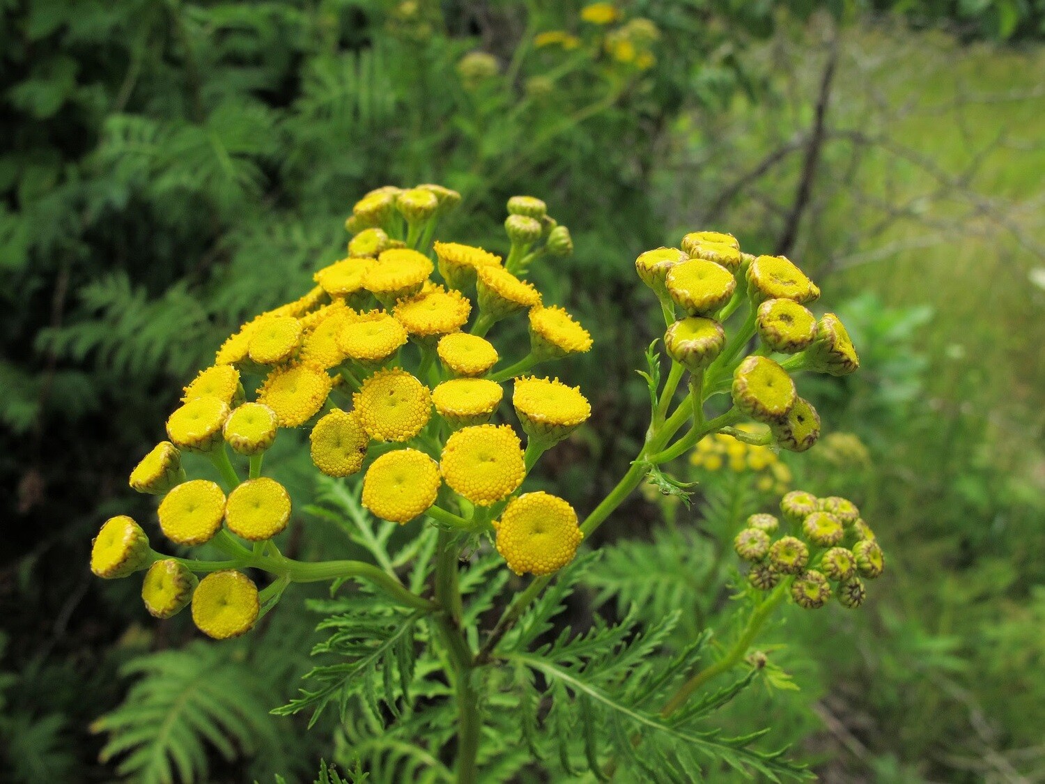 Tansy Blue 5ml