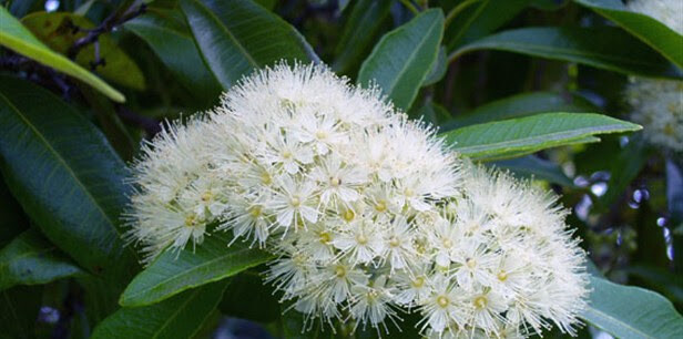 Myrtle Lemon 5ml