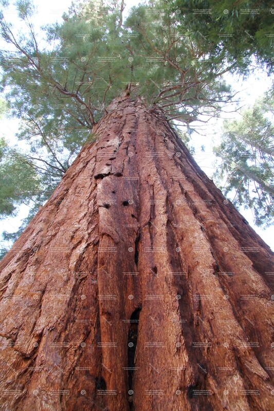 Redwood (Coastal) Hydrolat 120ml