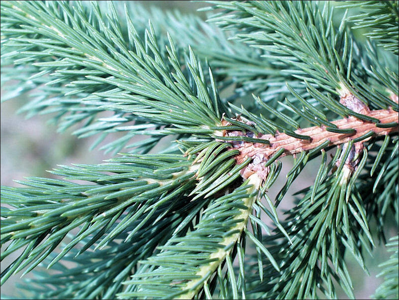 Spruce Norway 5ml