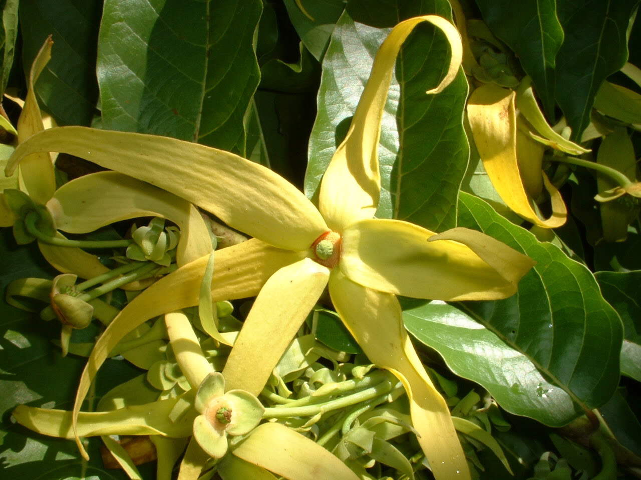 Ylang Ylang 5ml