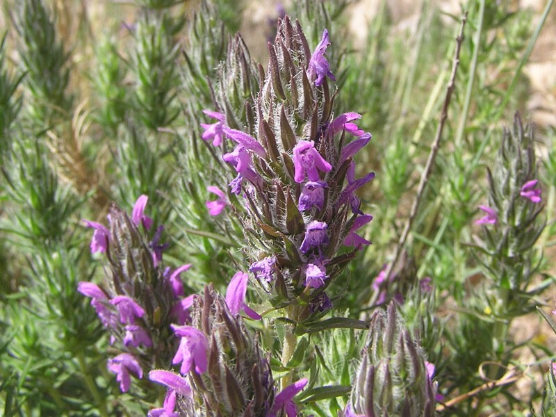 Thyme Spike 5ml