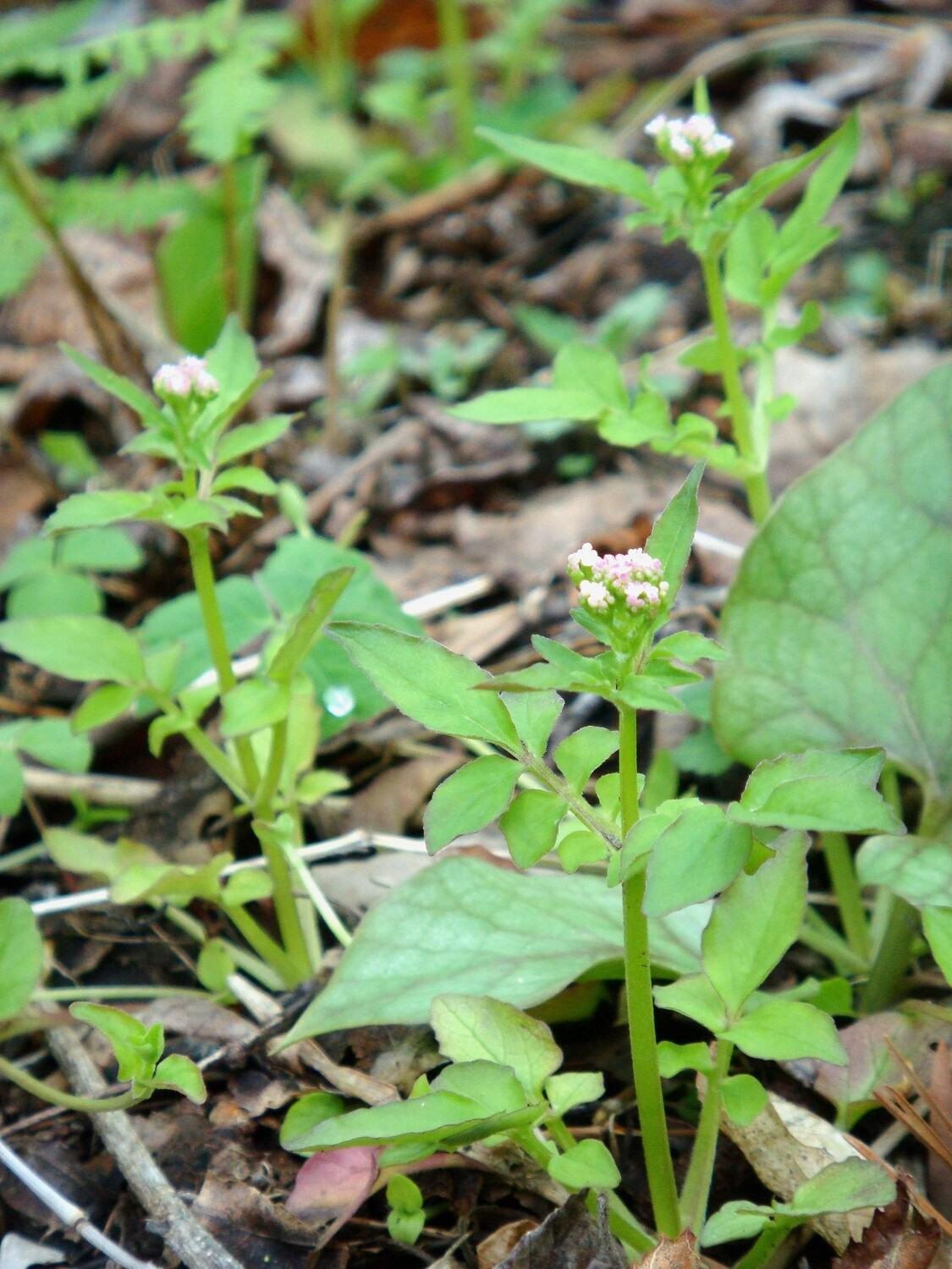 Valerian Root 120ml