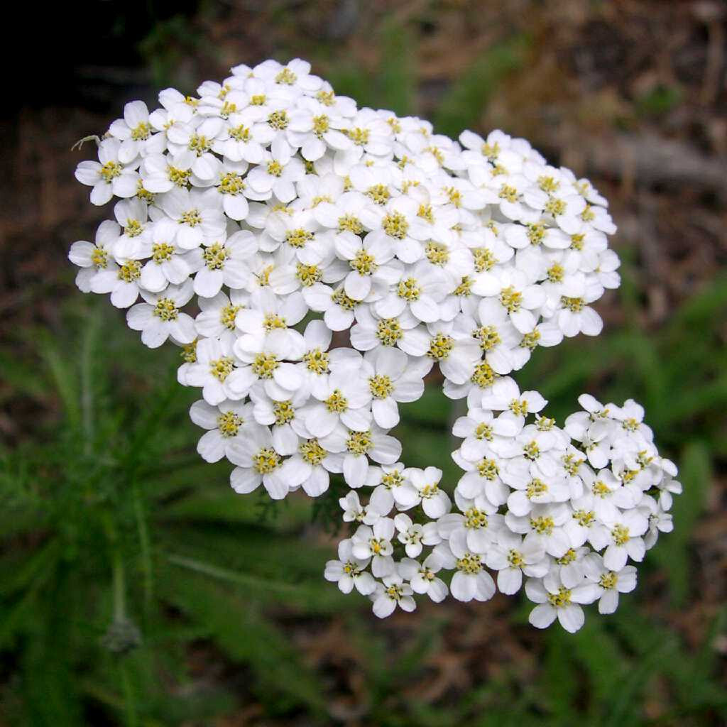 Yarrow Blue Hydrolat 120mls