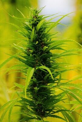 Hemp 15ml Cannabis Sativa (Not a CBD product)