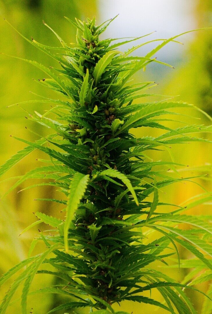 Hemp 120ml Cannabis Sativa (not a CBD product)