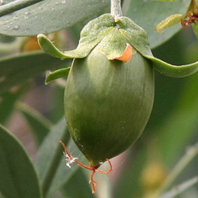 Jojoba Oil 500 ml.