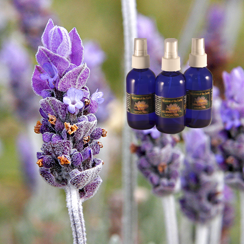 Lavender Hydrolat - 120 ml