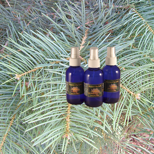 Fir White Hydrolat - 120 ml