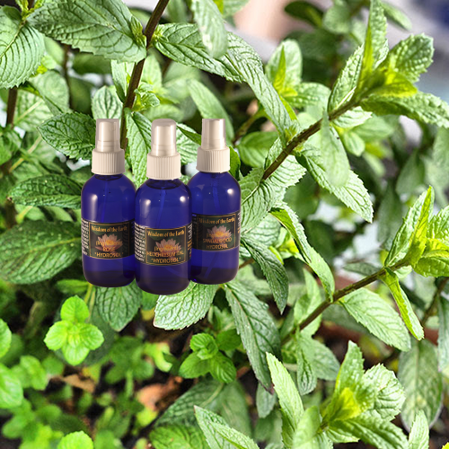 Peppermint Hydrolat - 120 ml