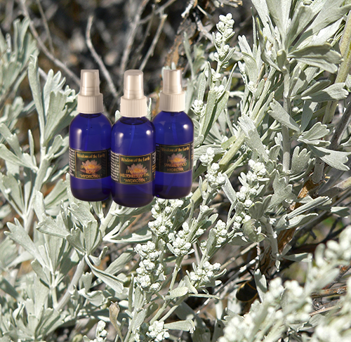 Sage Purple Hydrolat - 120 ml