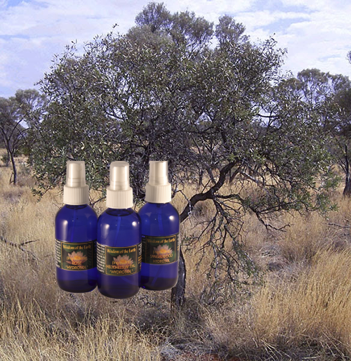 Sandalwood Hydrolat - 120 ml