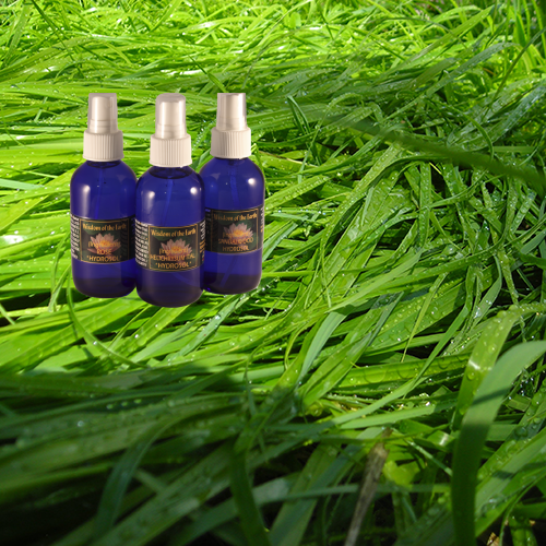 Sweetgrass Hydrolat - 120 ml