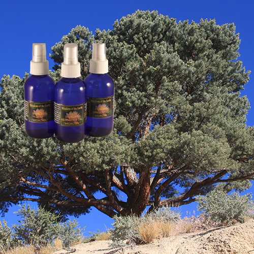 Pine Pinon Hydrolat - 120 ml