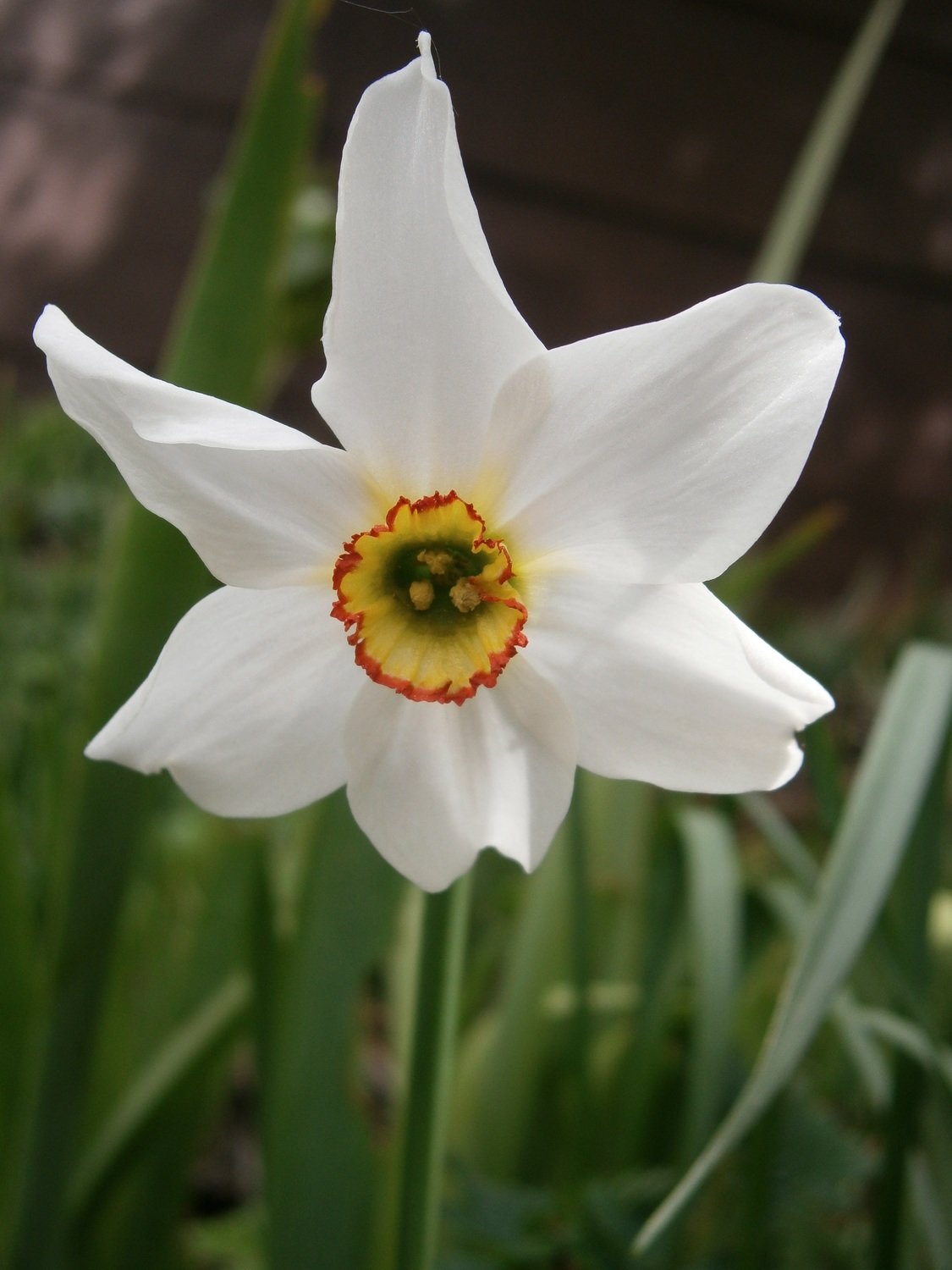 Narcissus 15ml.