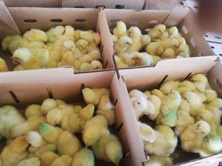 Day old broilers 100/Box
