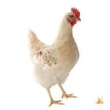 Point of lay pullets each