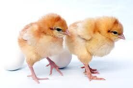 Day old chicks layers 100/Box