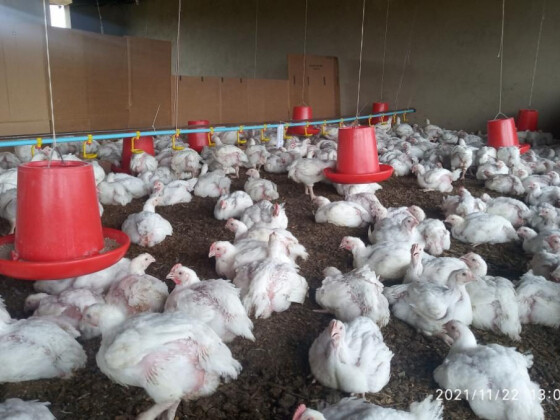 Broiler chickens