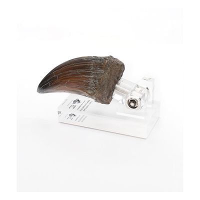 Jurassic Park - Statuette T-Rex Hand Claw 13 cm - Toynami