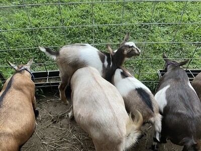 ROCKIN B FARM AR LADY SNICKERS