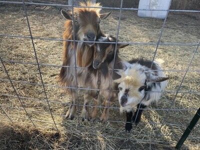 Bucks