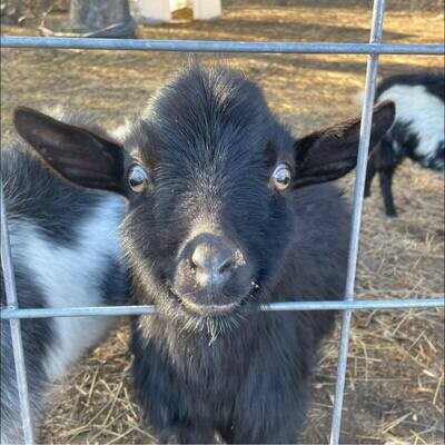 ROCKIN B FARM SMOOTH CRIMINAL